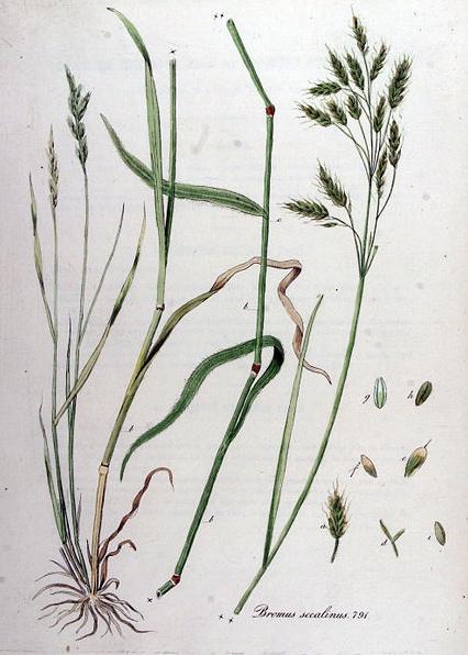 Bromus secalinus