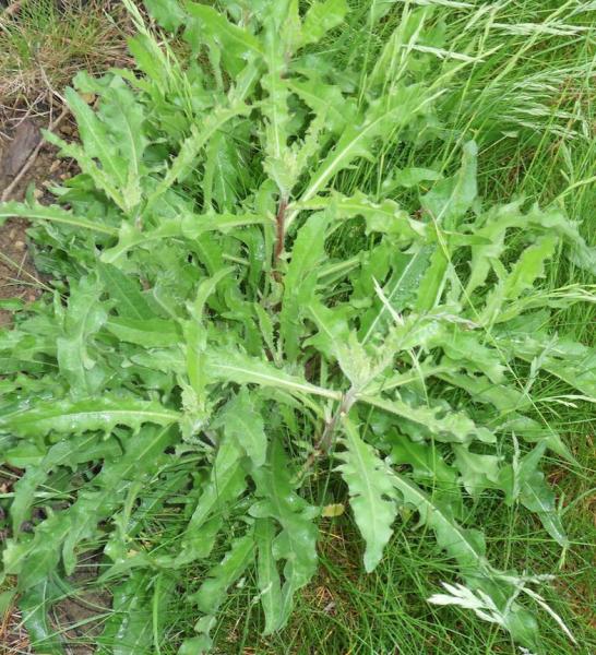 Crepis 1