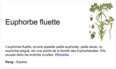Euphorbe exigue