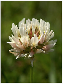 Fleur de tre fle blanc
