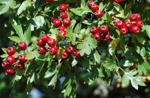 Fruit aube pine