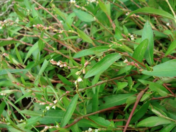 Herbe de crapo