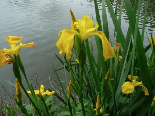 Iris jaune