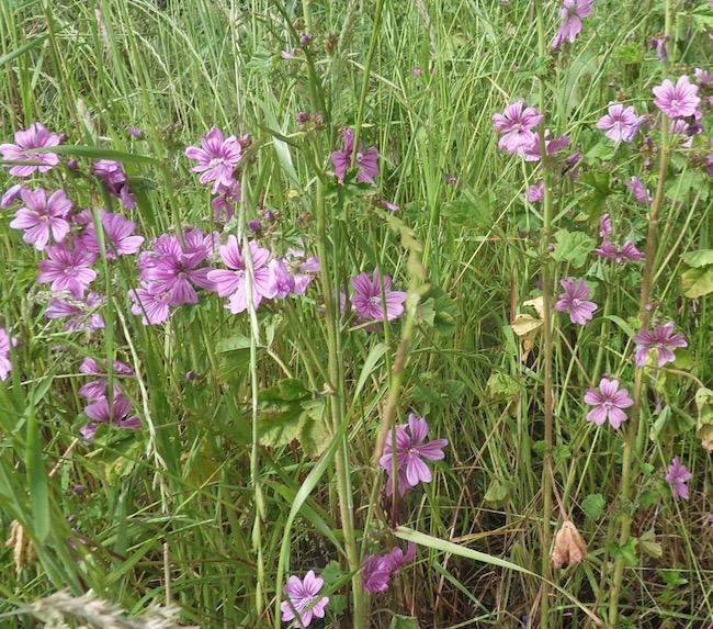 Mauve