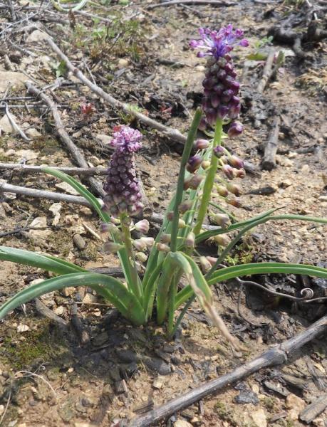 Muscari a toupet