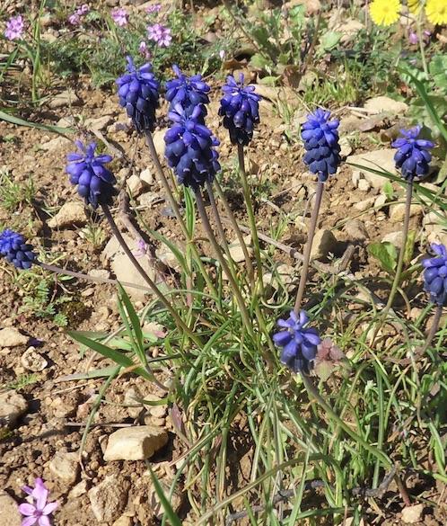 Muscari en grappes