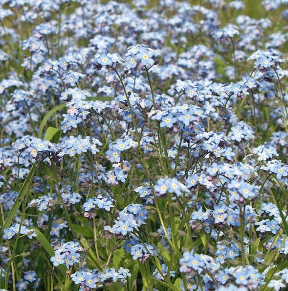 Myosotis