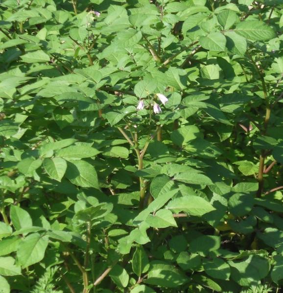 Pomme de terre