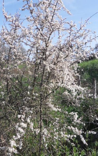 Prunellier
