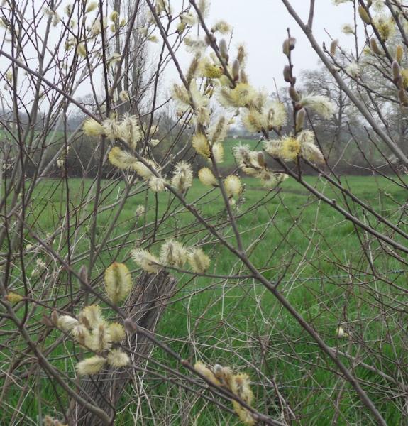 Saule marsault