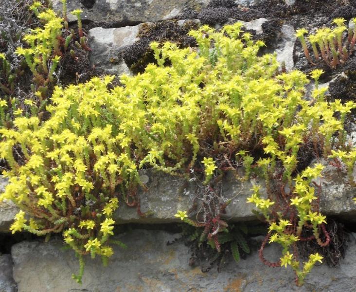 Sedum
