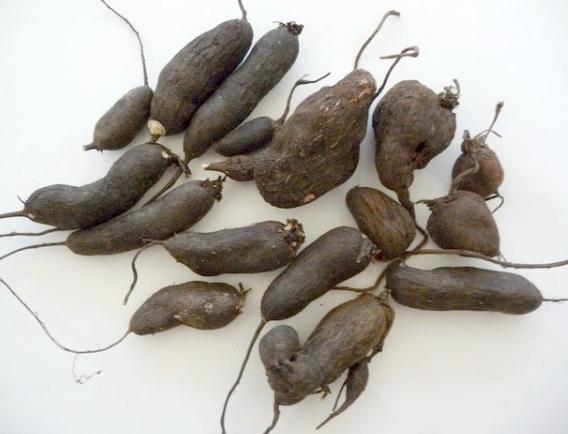Tubercules gesse