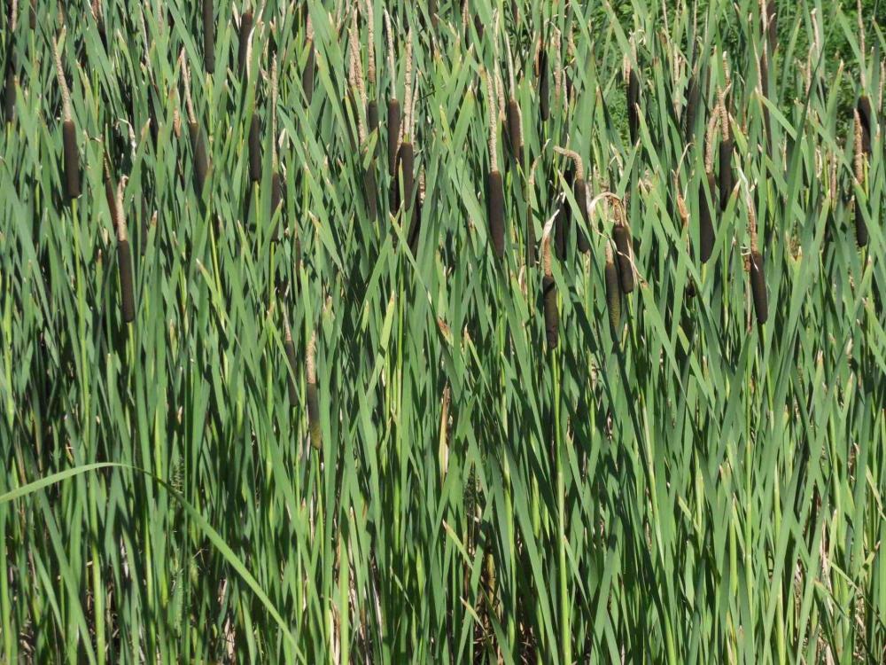 Typha